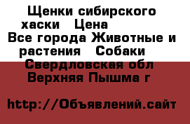 Щенки сибирского хаски › Цена ­ 12 000 - Все города Животные и растения » Собаки   . Свердловская обл.,Верхняя Пышма г.